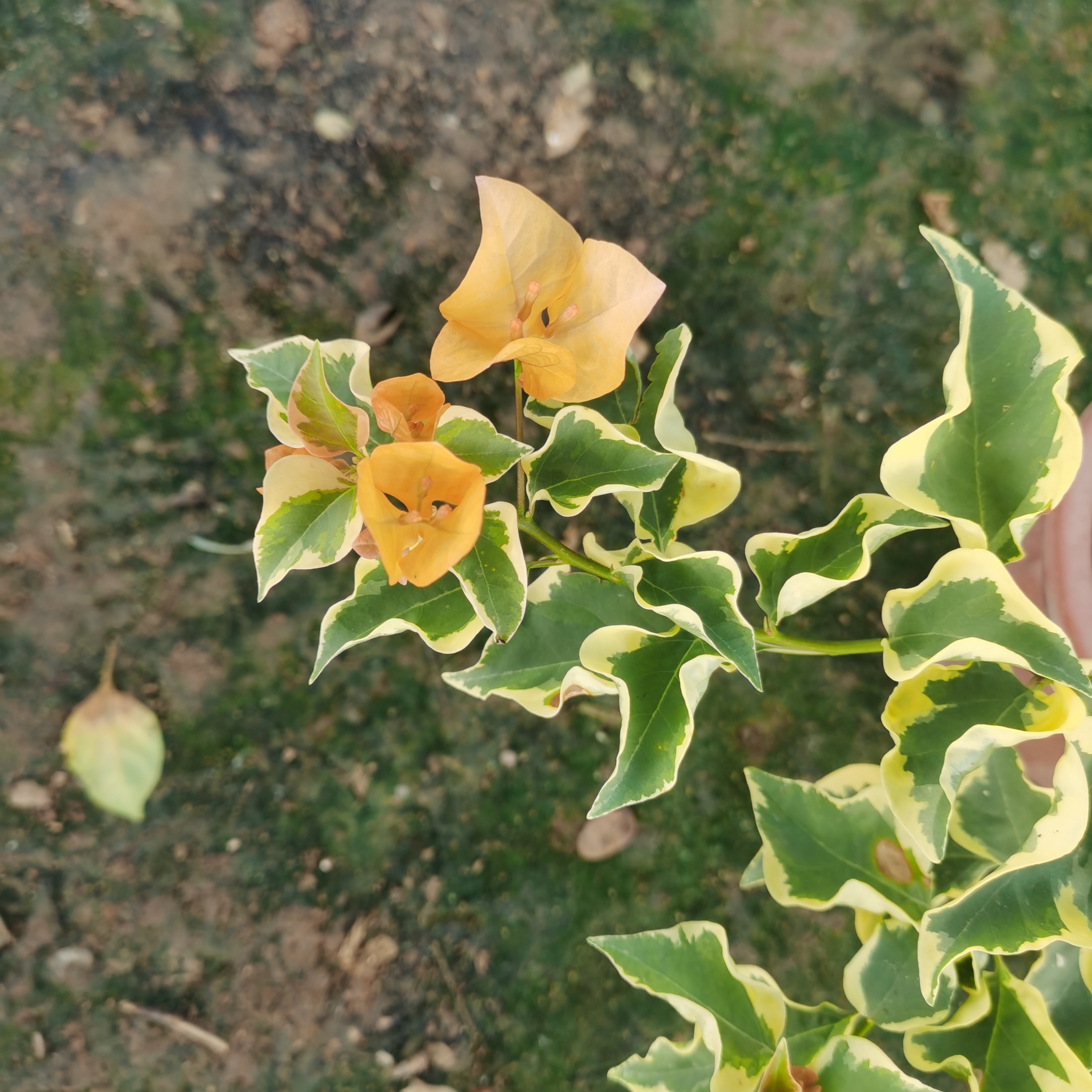 三角梅绿植盆栽四季勤花室外走廊可种植好养绿植不带花原生三角洲