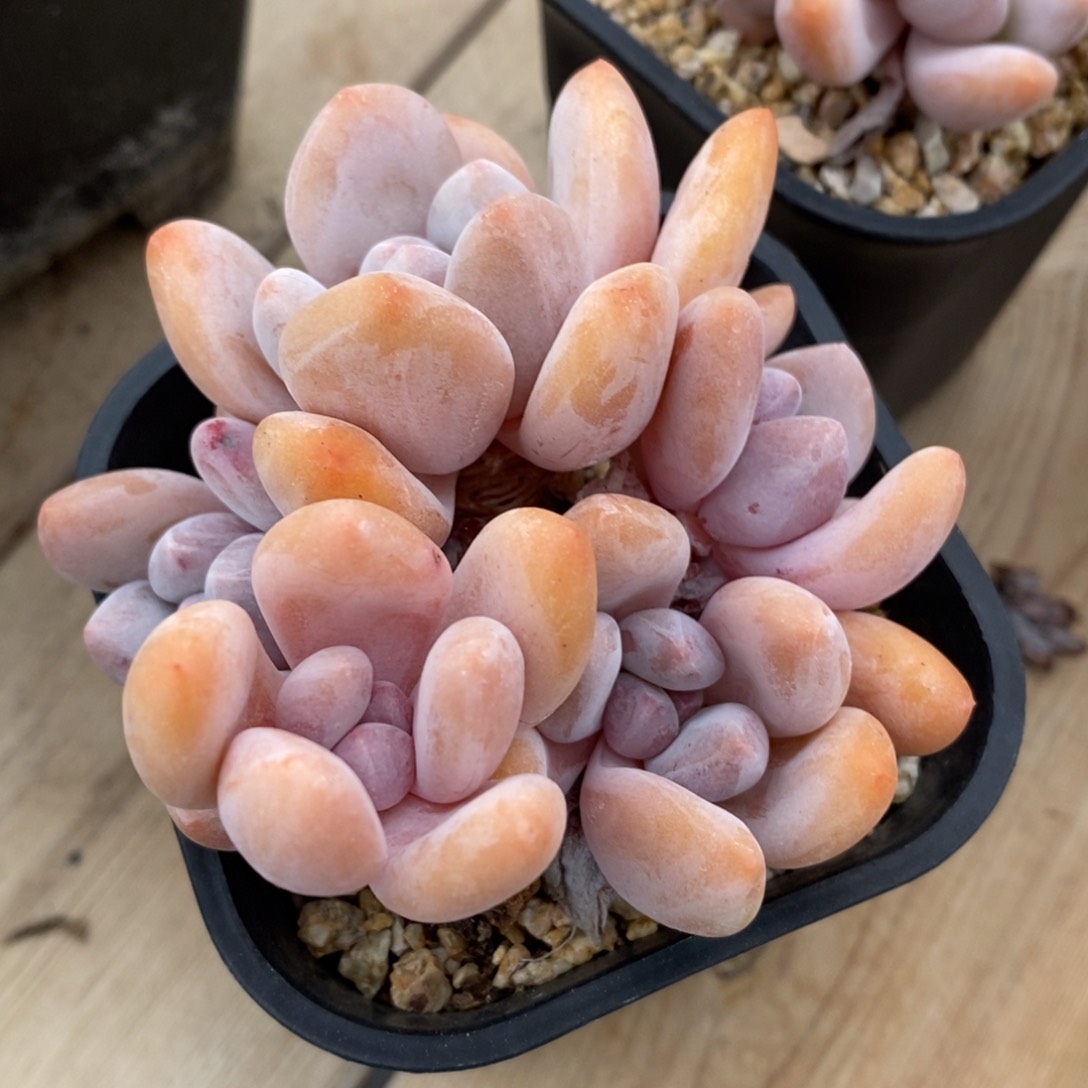 健健康康快快乐乐满38包邮多肉