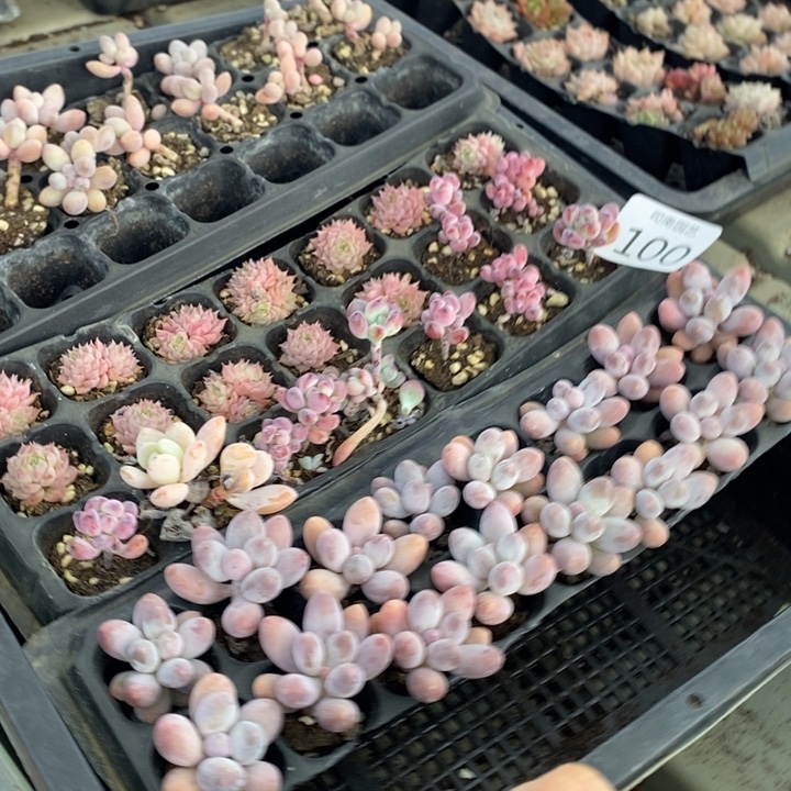 100 多肉植物盆栽花卉植物