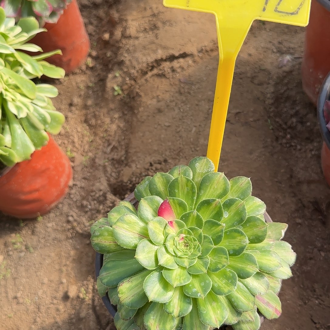 4278--知否。知否。知否