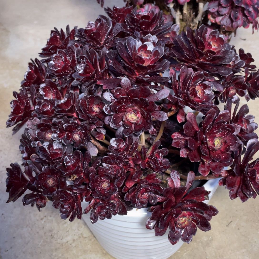 651黑珍珠精品法师多肉