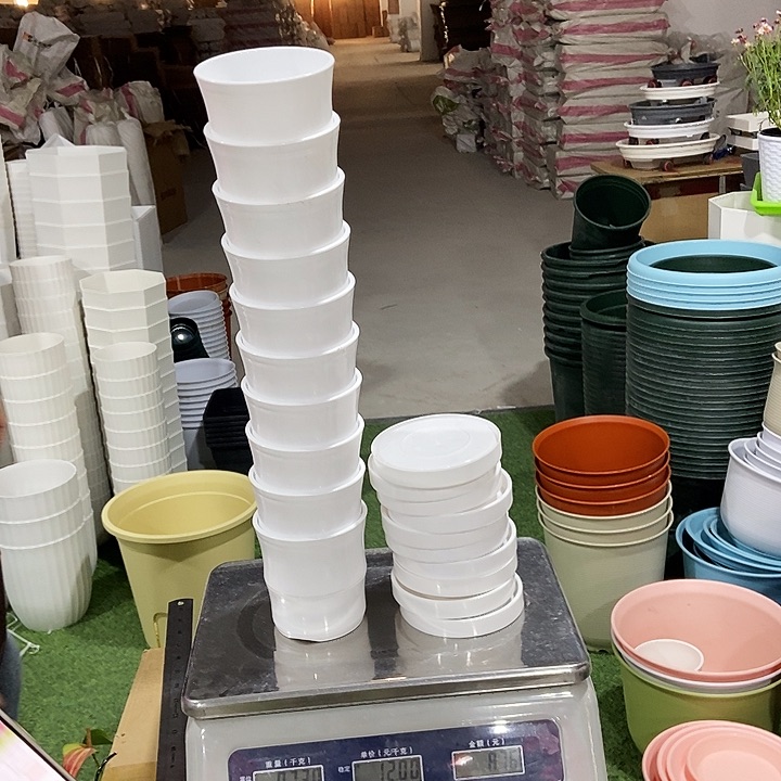 竹节白色口10高10带拖10只