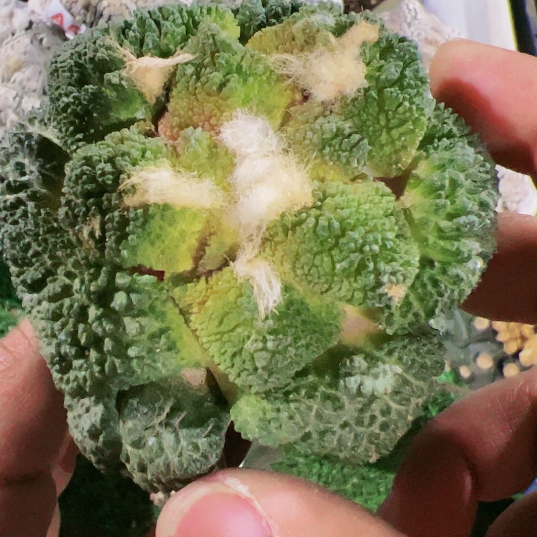 密尤哥斯拉牡丹552