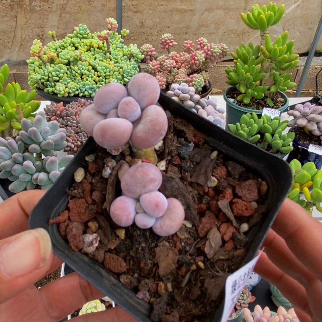 305橙奶3cm多肉植物