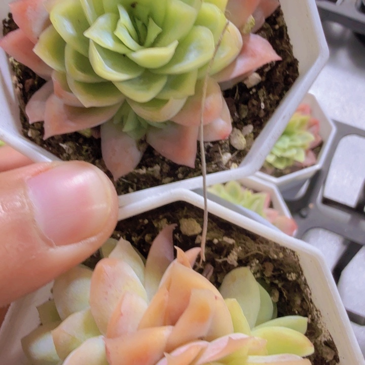 冰片锦八角盆两颗