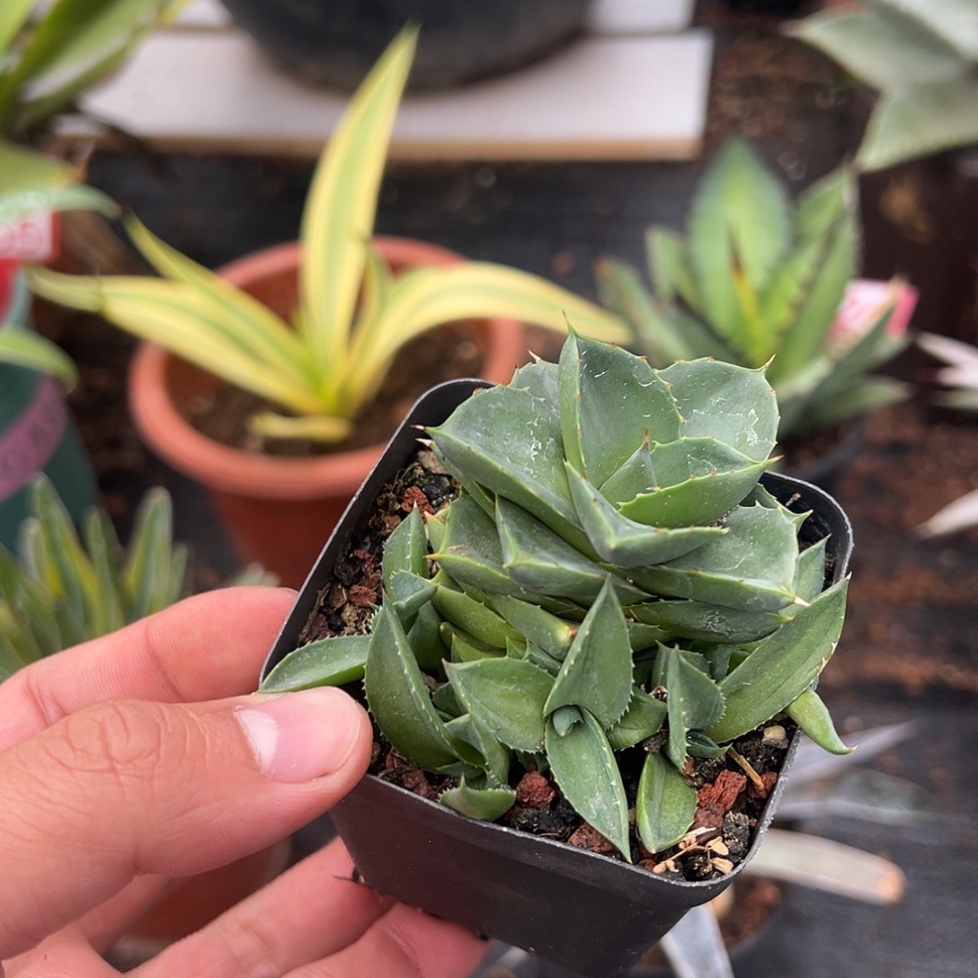 小精灵龙舌兰姬蓝光