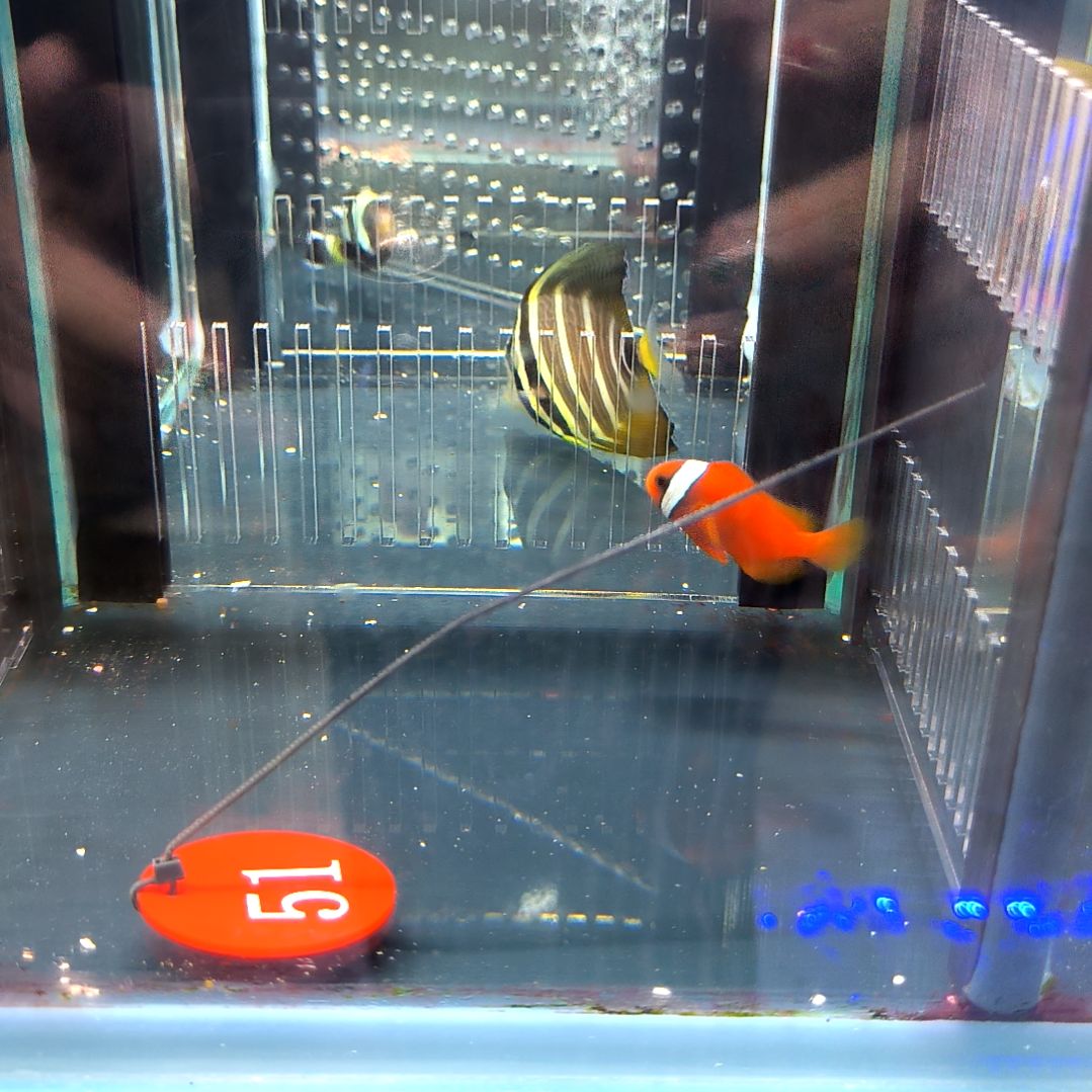 海水鱼番茄3+/5-56-51