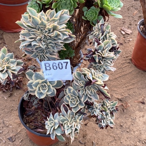 607两颗缀化多肉植物
