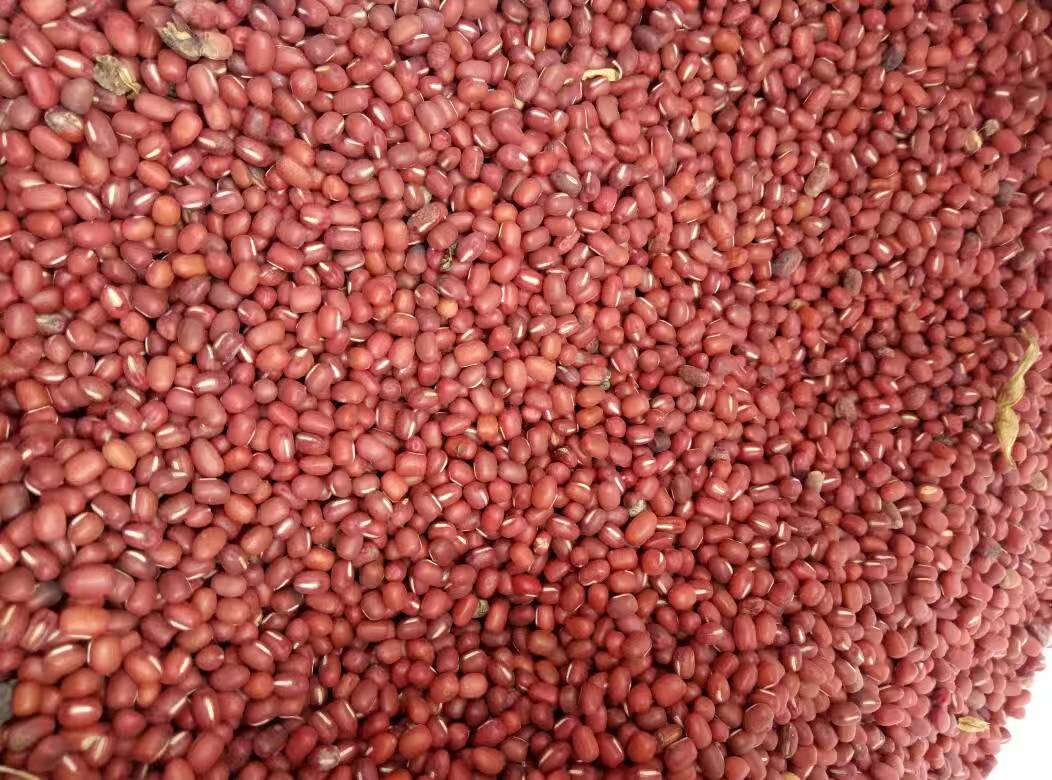 陕西本地高山红小豆