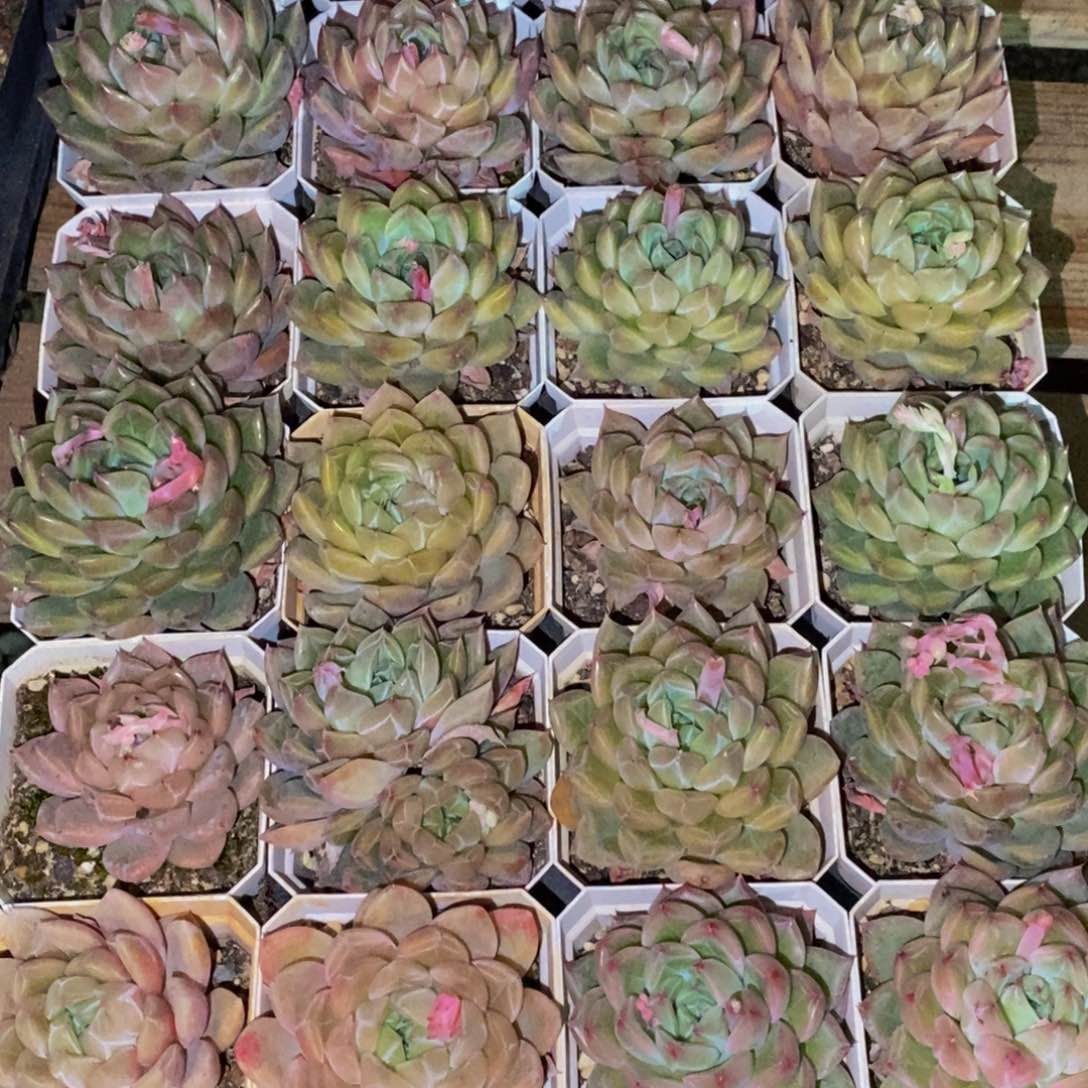 陈*云840的人生态度是一种