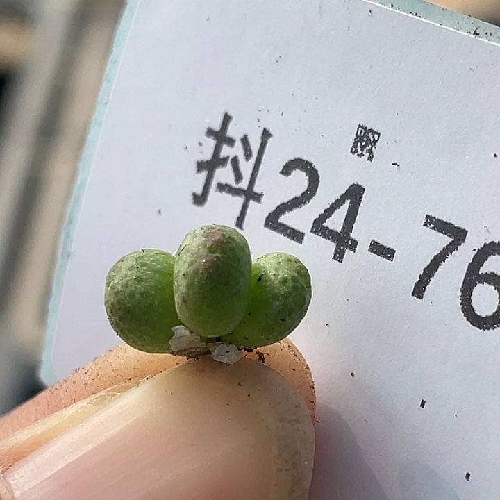 24-76草莓斑马肉锥
