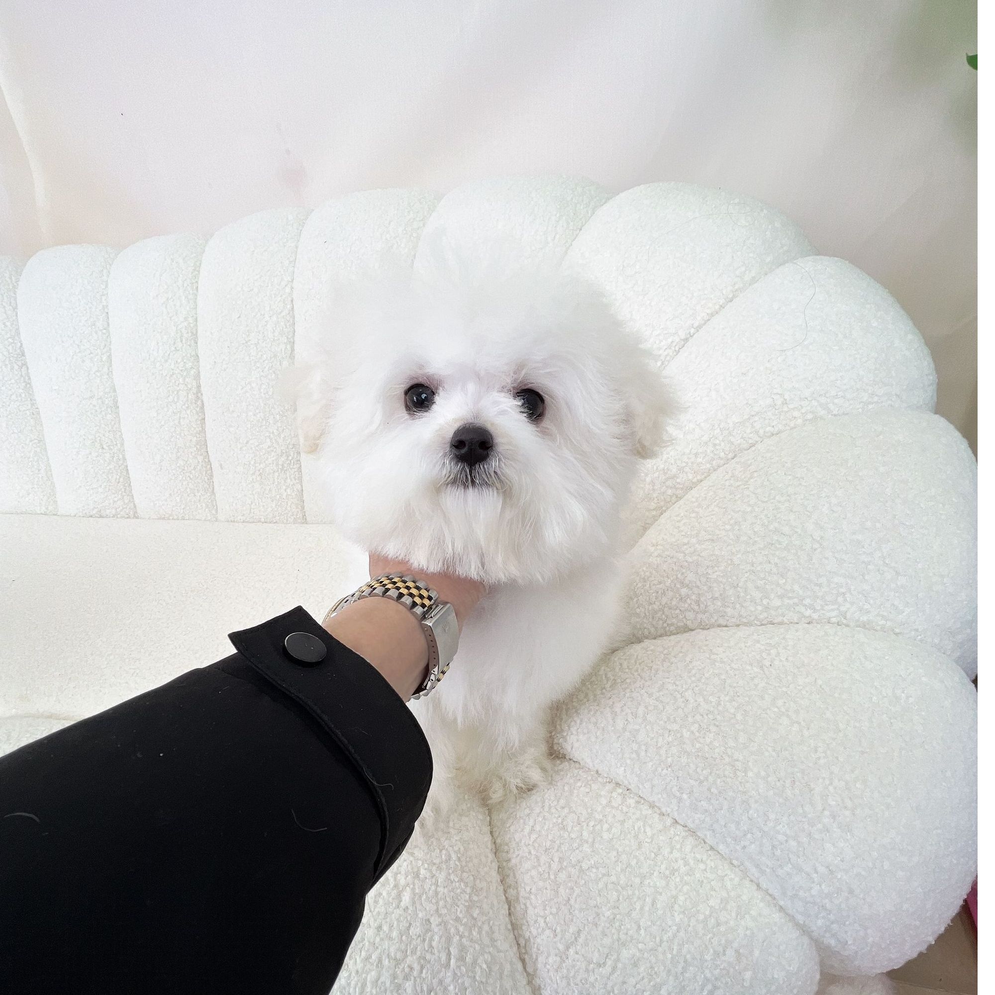 超可爱比熊幼犬包纯种健康6个月 疫苗驱虫都做好2519