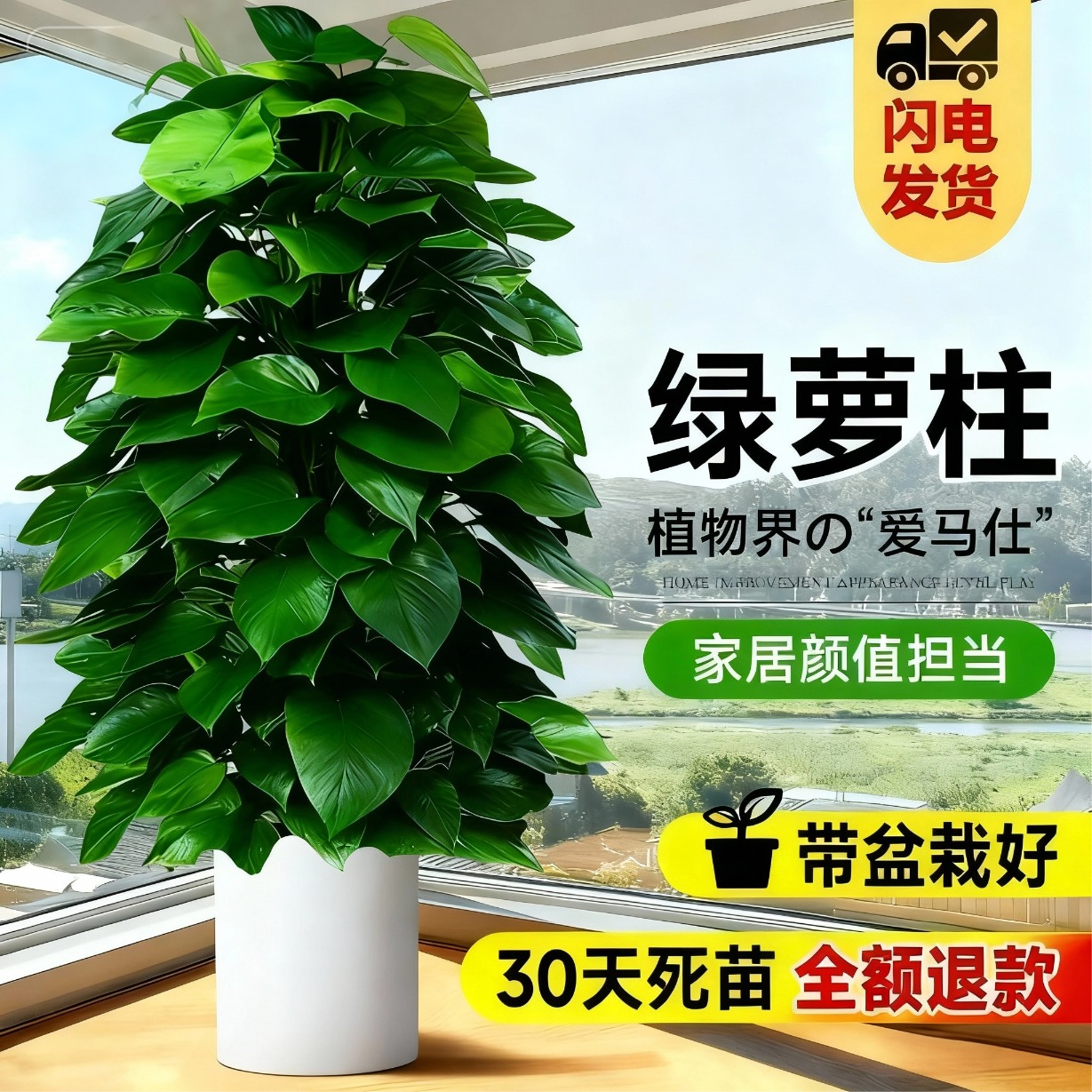 大型1.4-1.5米高绿萝柱盆栽室内大叶绿植净化空气去除甲醛