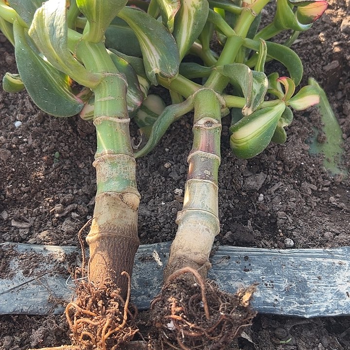 卷叶七彩蝶中斑锦