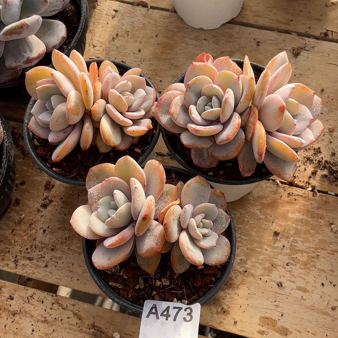 473多肉植物多肉植物