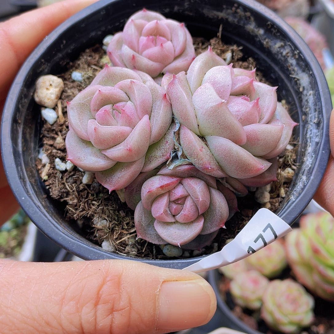 00000000000177量拍