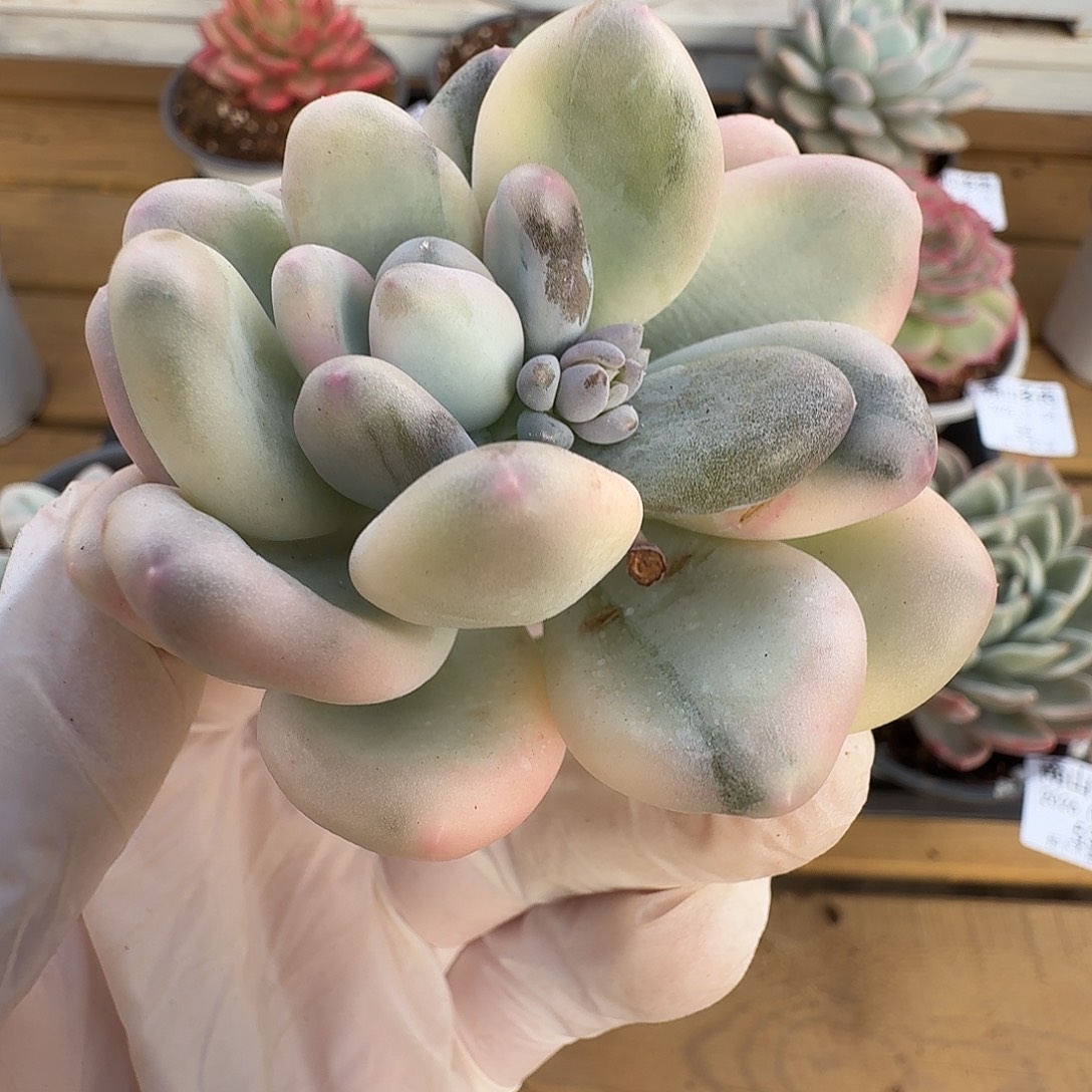 美人杂头盖11104-84