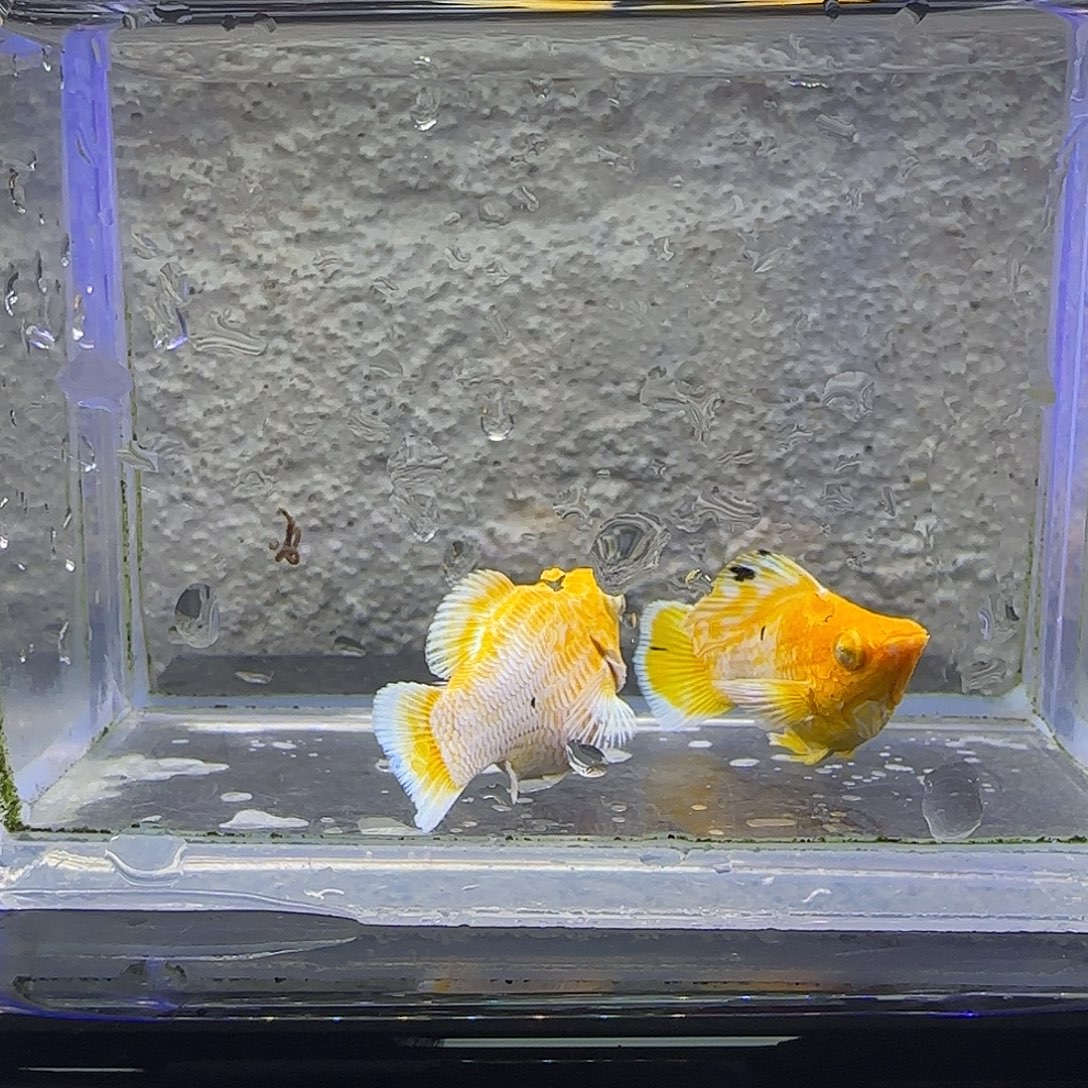 孔雀鱼黄金钻眼。82号