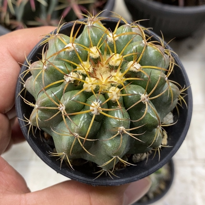 幽***子实生圆盘玉特价包邮