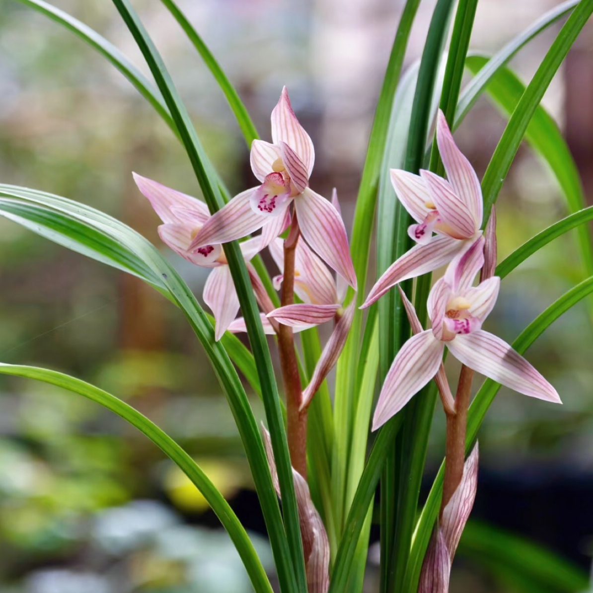 云南大山（兰）花绿植直播间一物一拍
