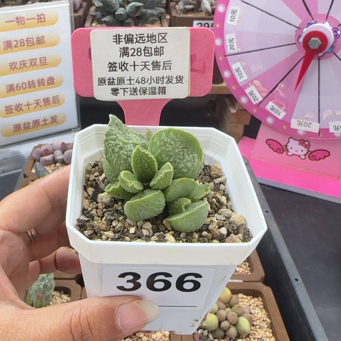 366绿皮多肉的植物