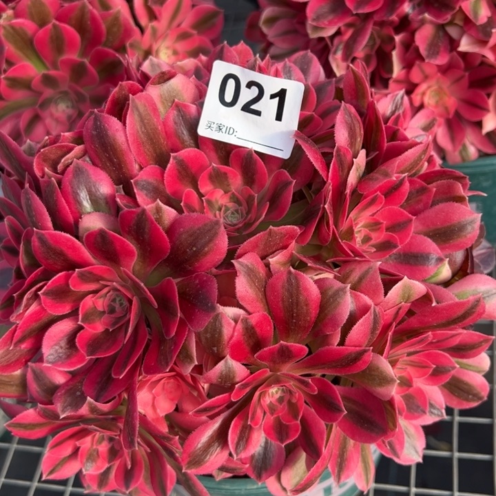 021女巫20厘米左右