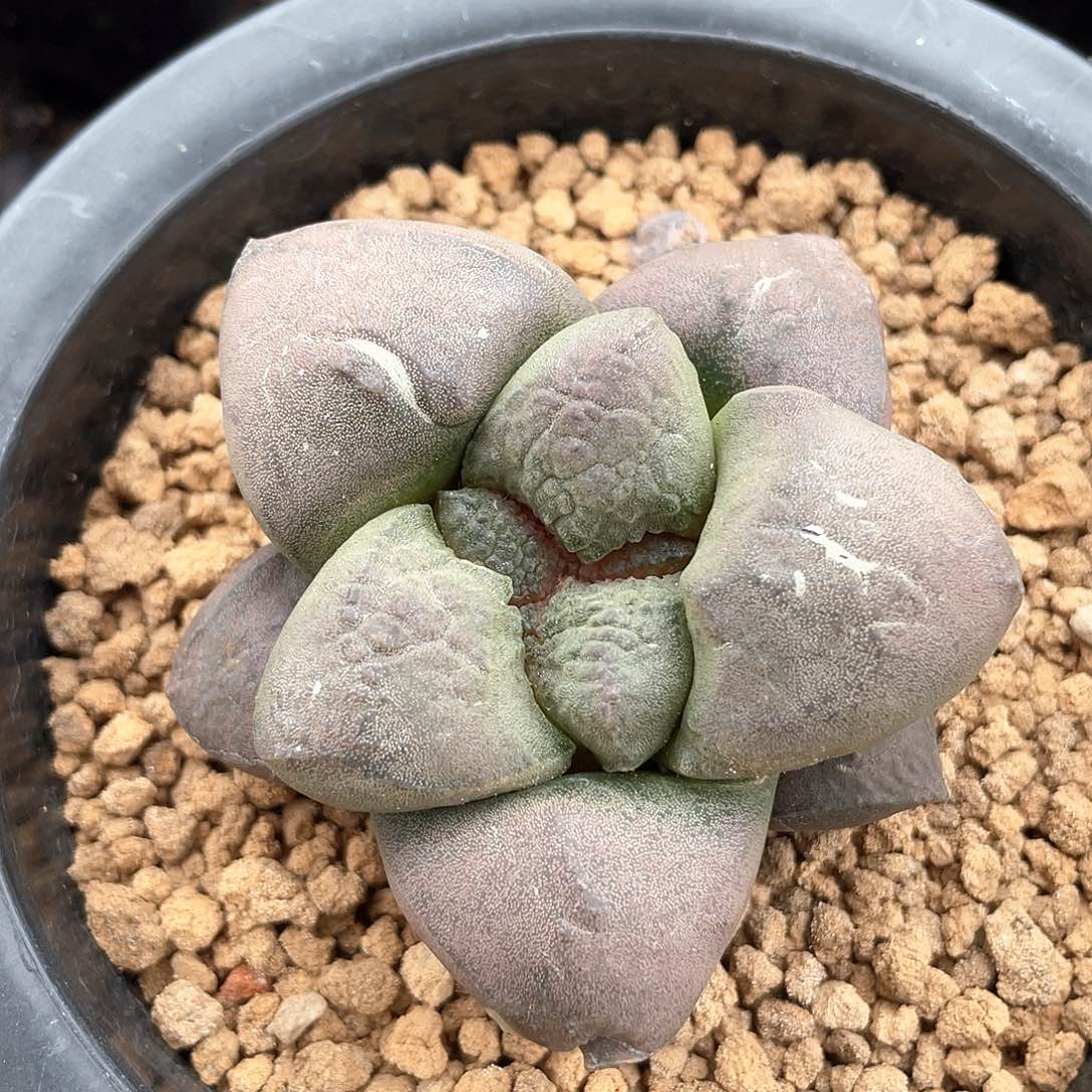 实生连山。。。。。。。