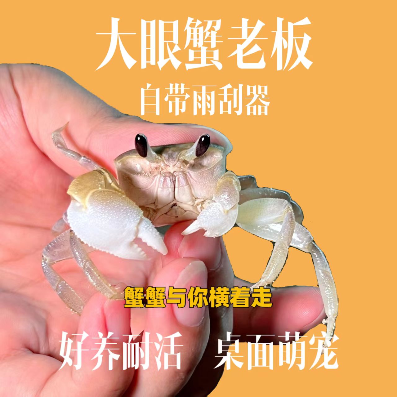 宠物沙蟹大眼萌蟹老板包活顺丰发货