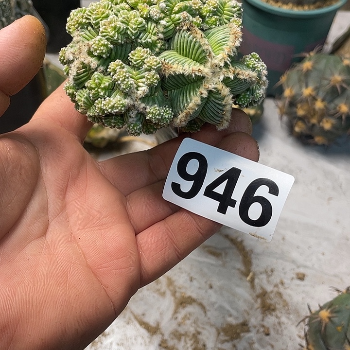 完全开放946五星花龙一个