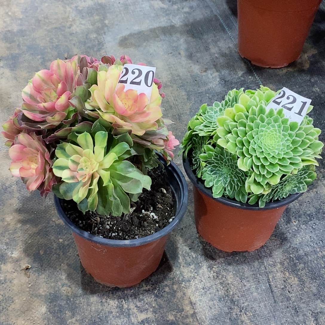 红袖翡翠冰220-221多肉法师植物