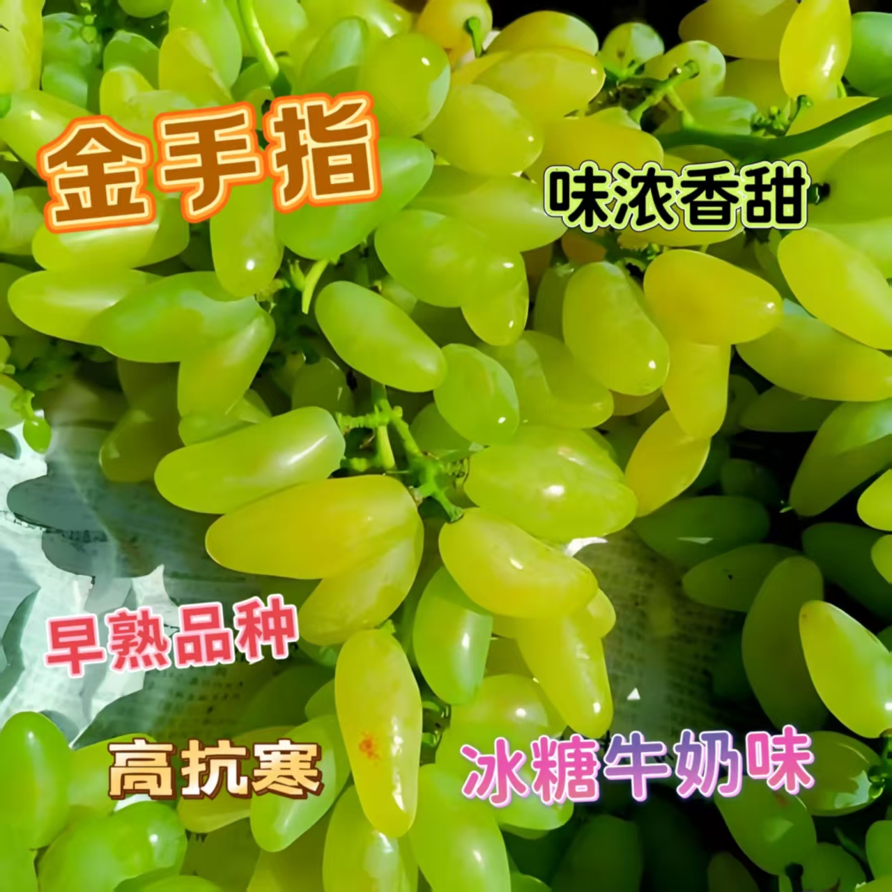 （改价专拍链接）葡萄树苗，盆栽地栽，南北方种植