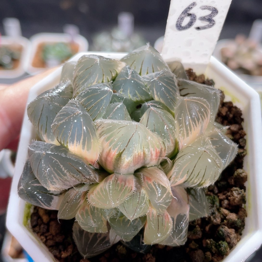 63巨大白赤线锦。          