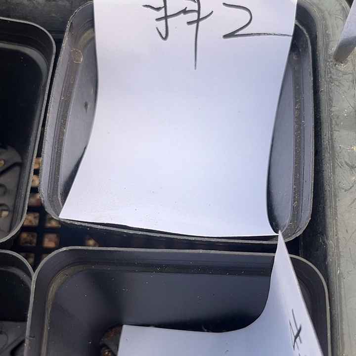 秧***芒甜心。         小喵。 