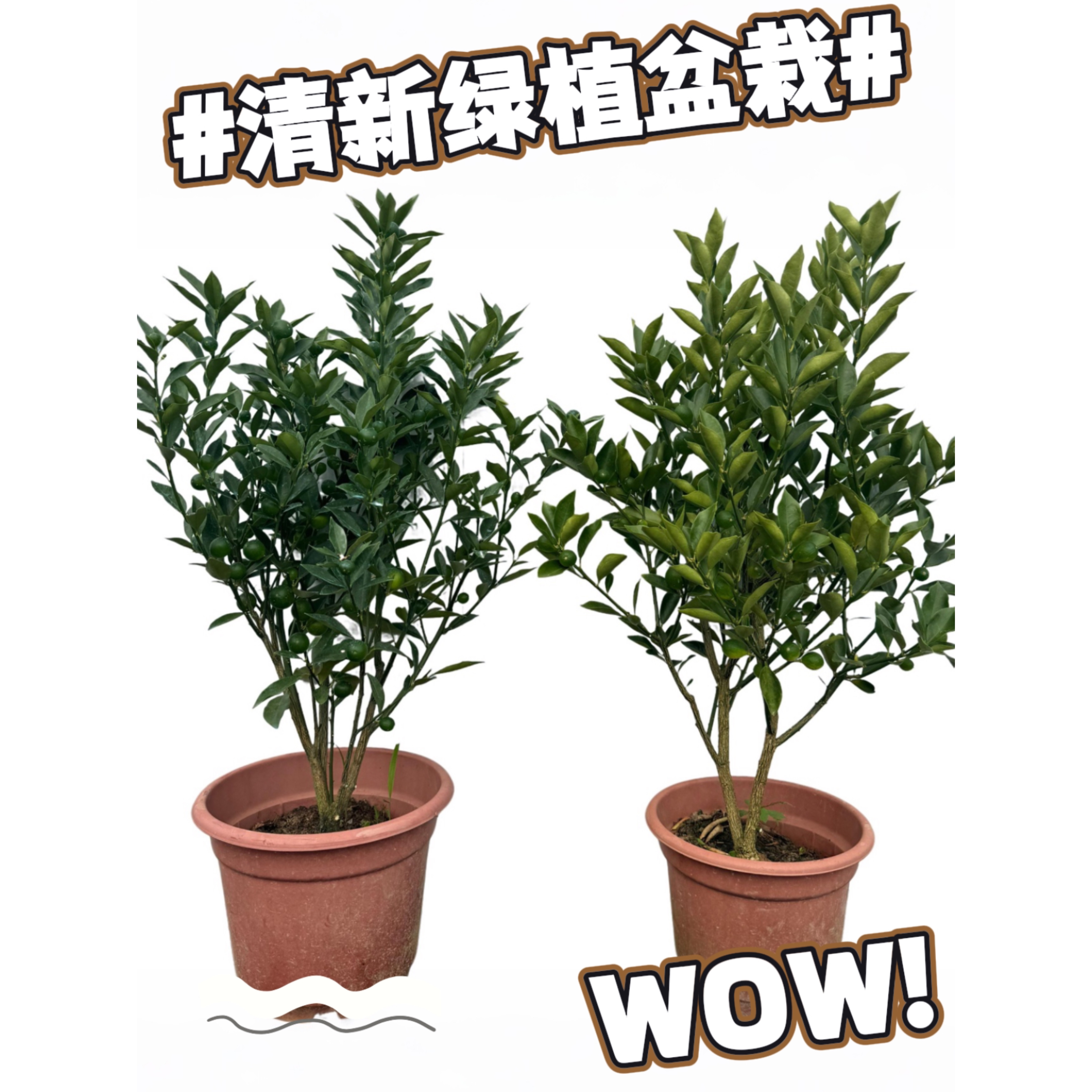 正品广西嫁接脆皮金桔苗脆蜜金桔苗带花带果（叶子对半修剪）