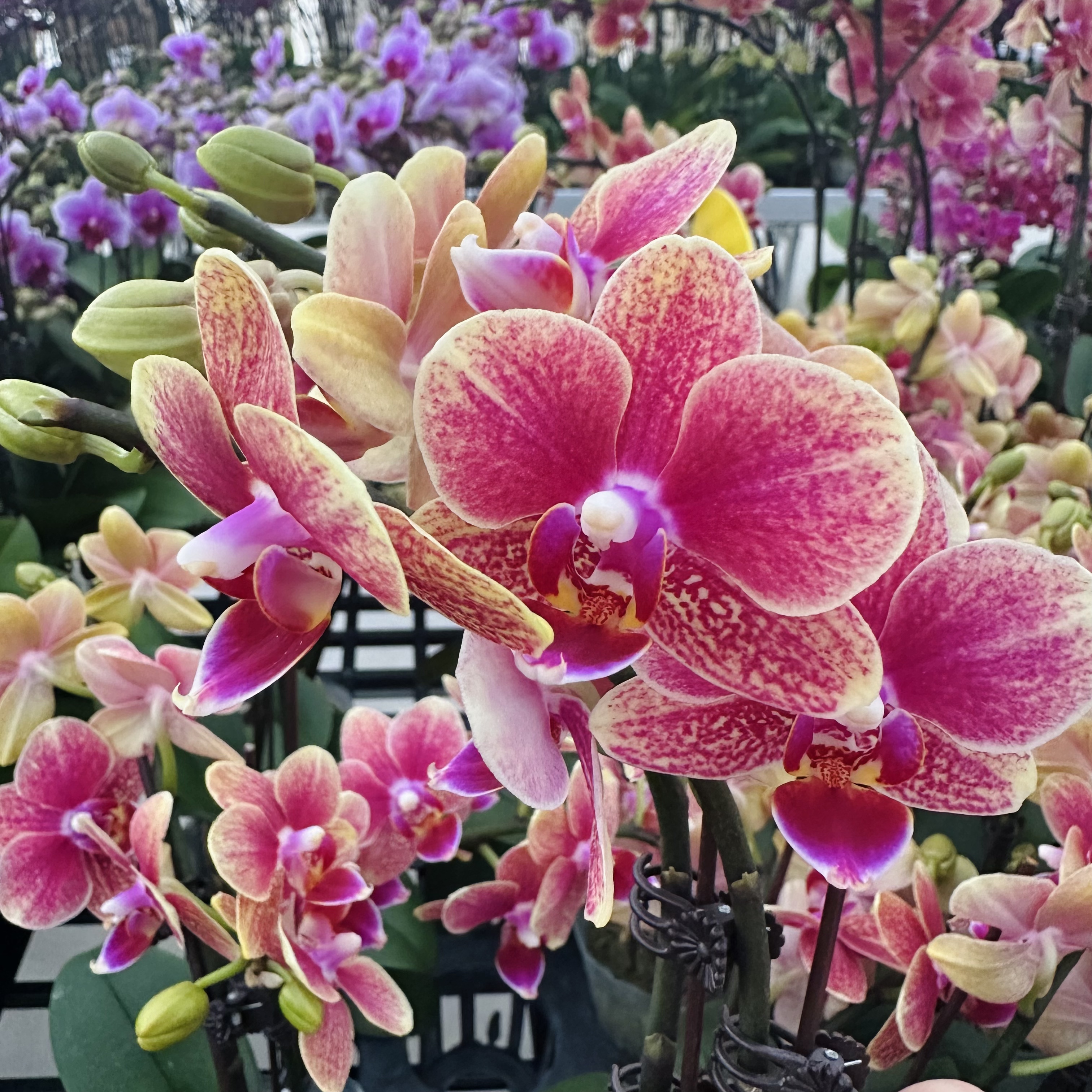 蝴蝶兰【金蝶】 花色娇艳耐养适合室内观赏 送人送礼