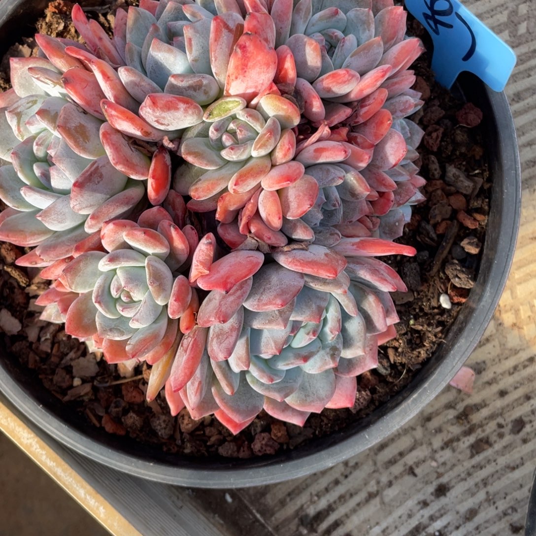 87号星影群生多头