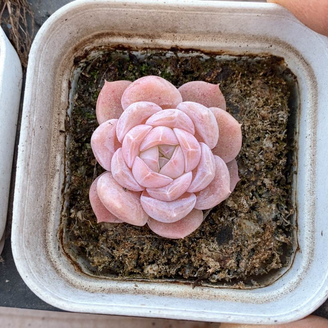 精品多肉一物一拍不包整89