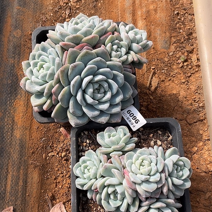 丨***月阿雅园艺。       9609