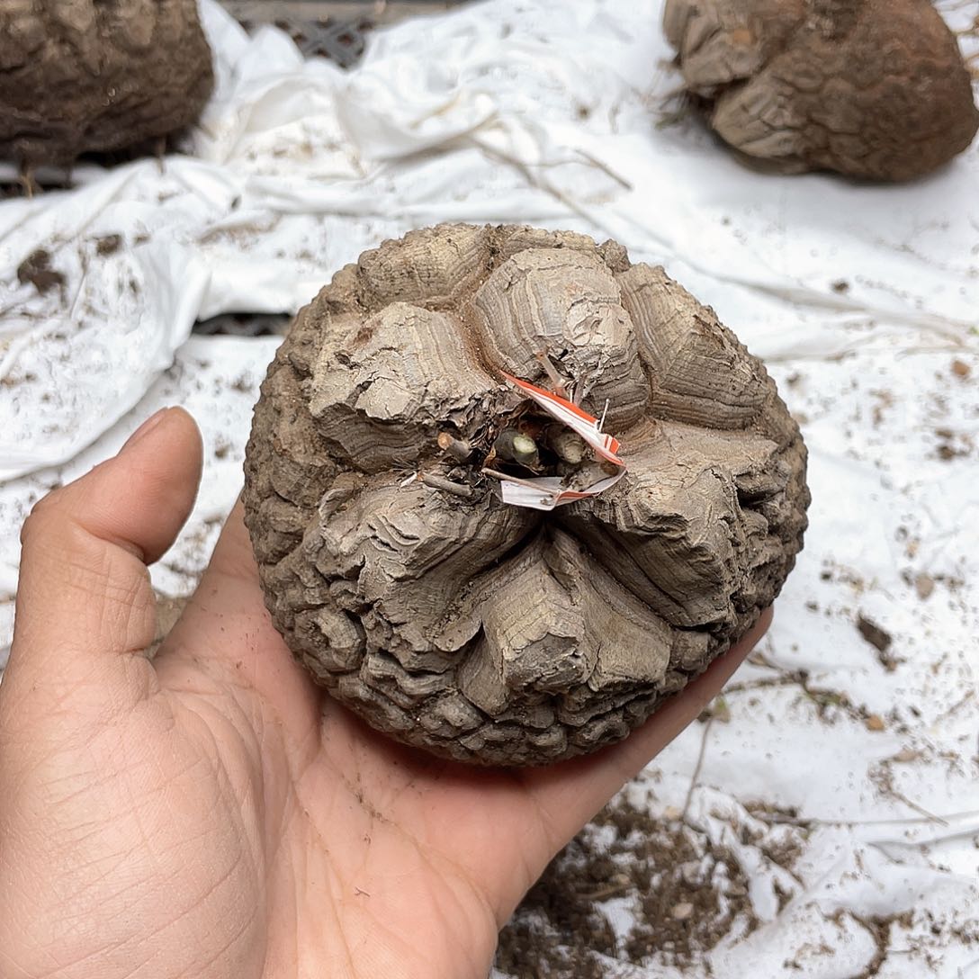 龟甲龙一物一拍2048号9.8cm