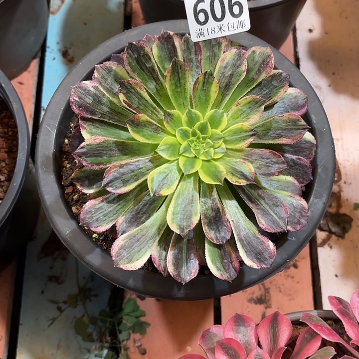 ꧁***꧂606花鹤翎掌心多肉法师锦不包侧枝断枝