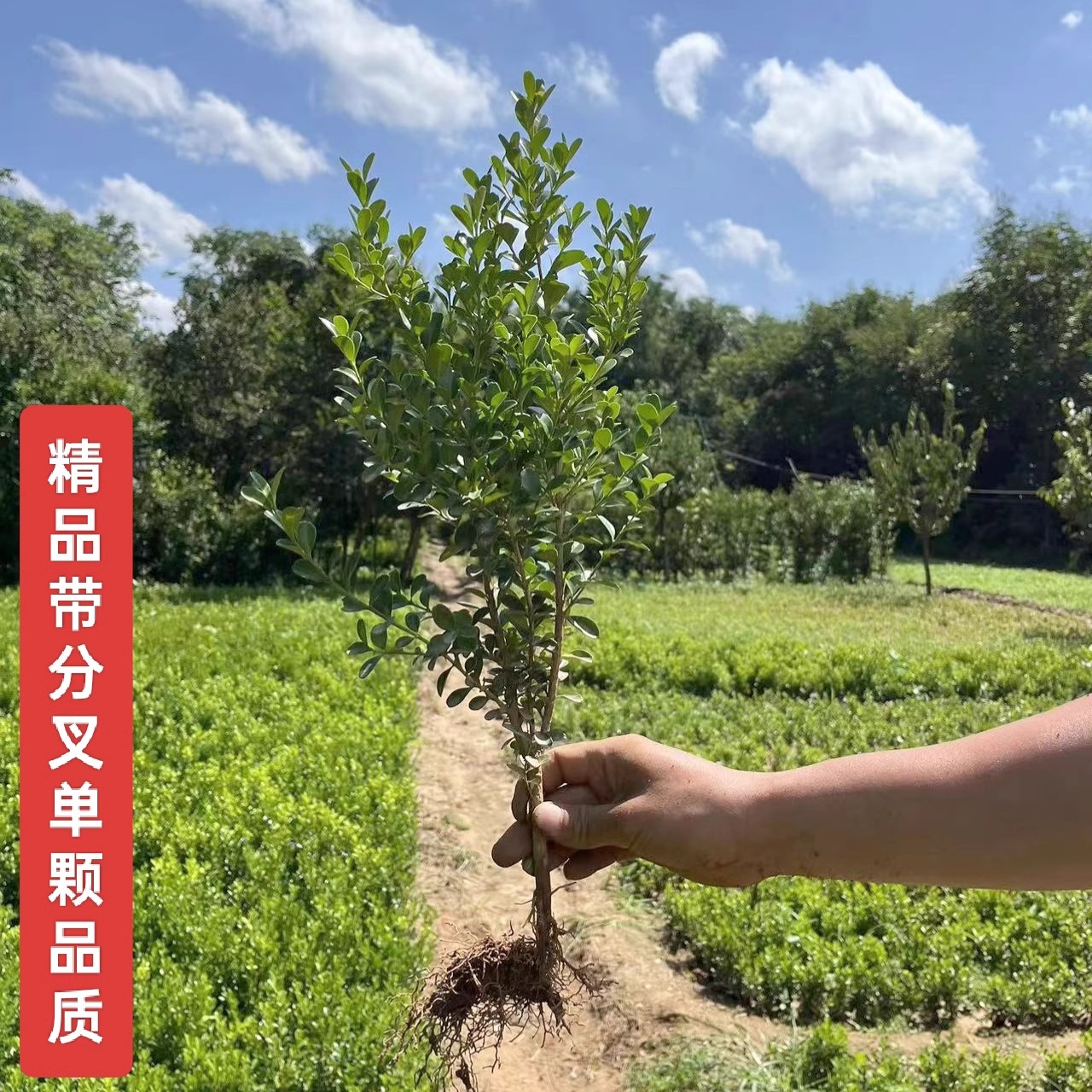 小叶黄杨苗瓜子黄杨苗法国冬青苗冬青苗金边黄杨庭院绿篱树苗庭院