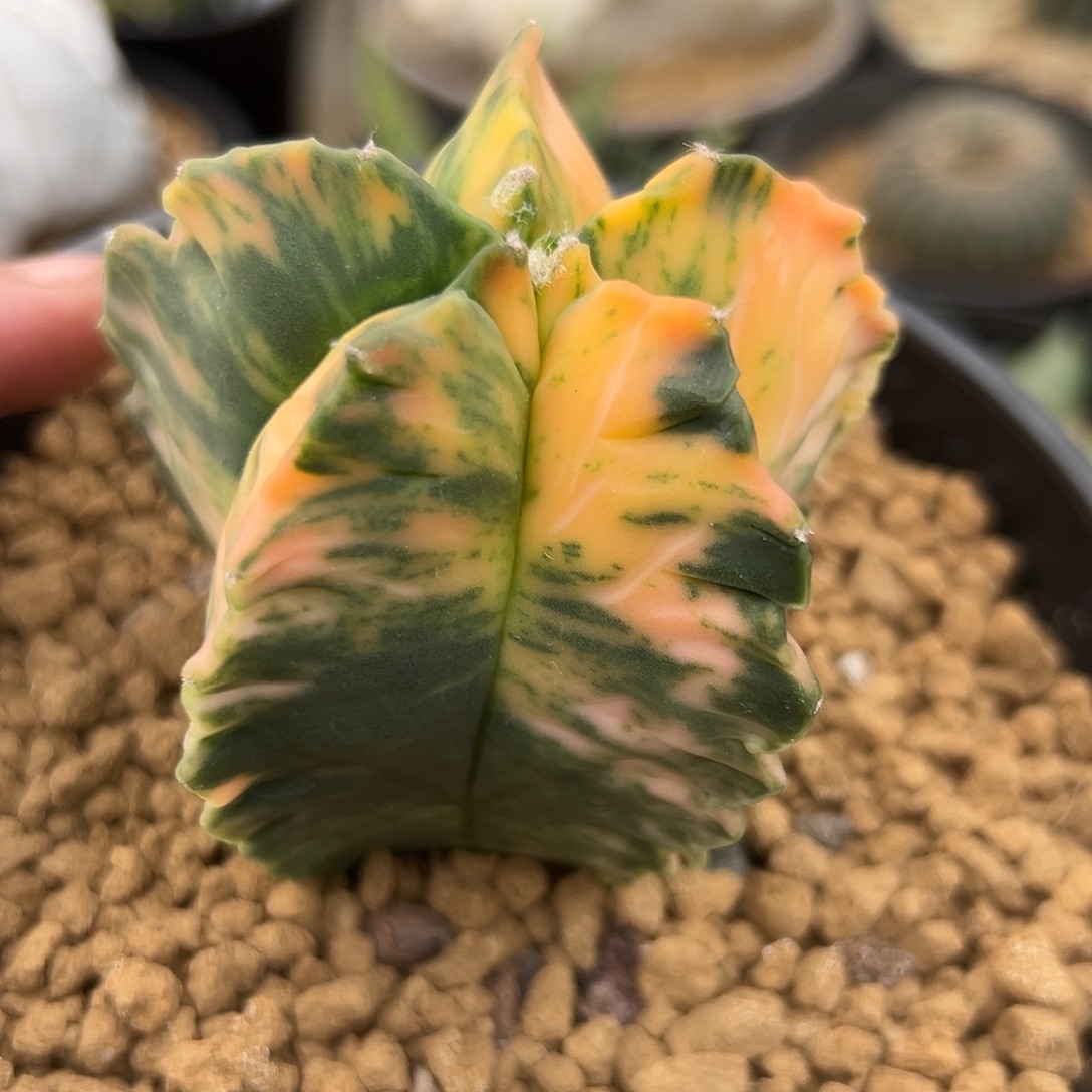 完全开放龟甲超散锦gggg