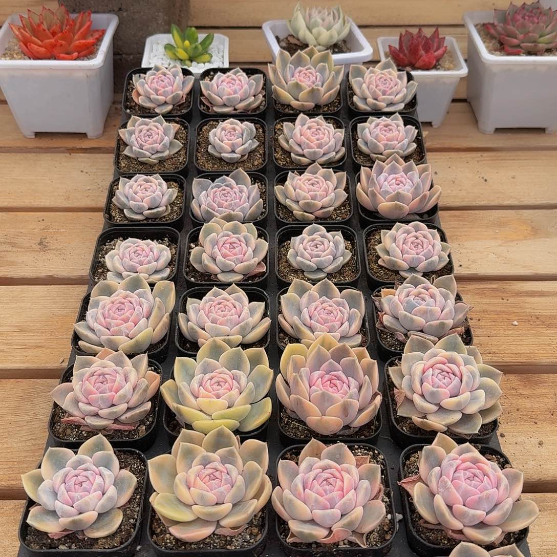 1112-45汉堡锦福利单头量拍