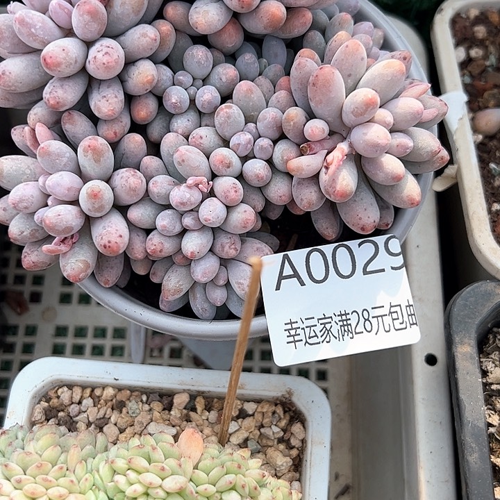 幸运的是我的朋友们