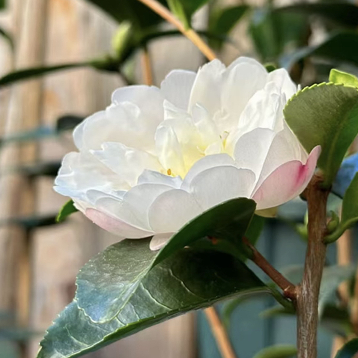 茶梅朝仓财神一物一拍适合阳台庭院花卉鲜花四季