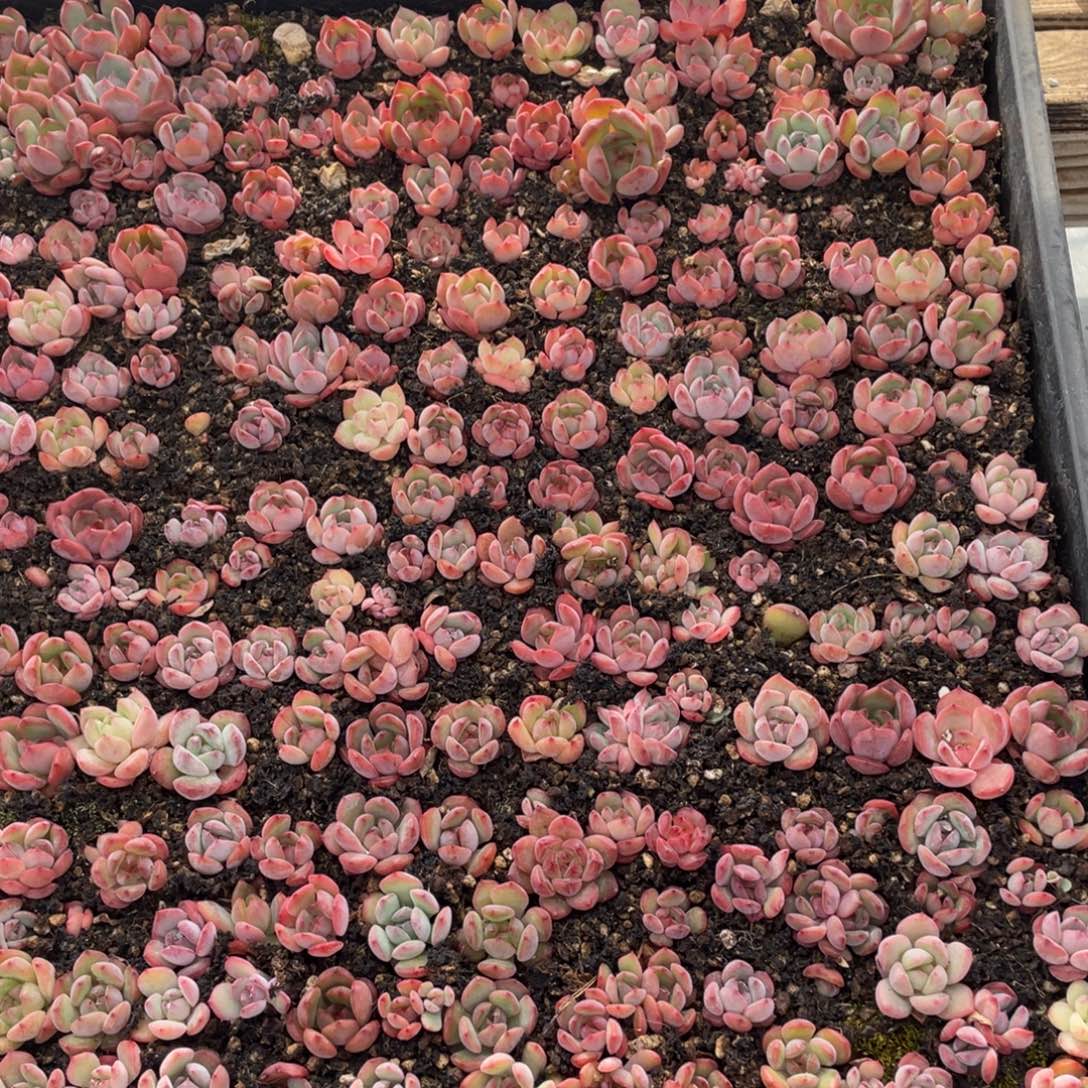 云糖心多肉植物132