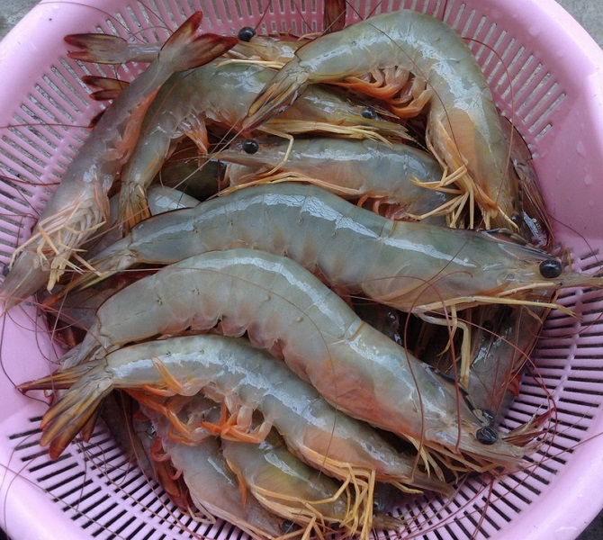 北海野生明虾(省外包邮)
