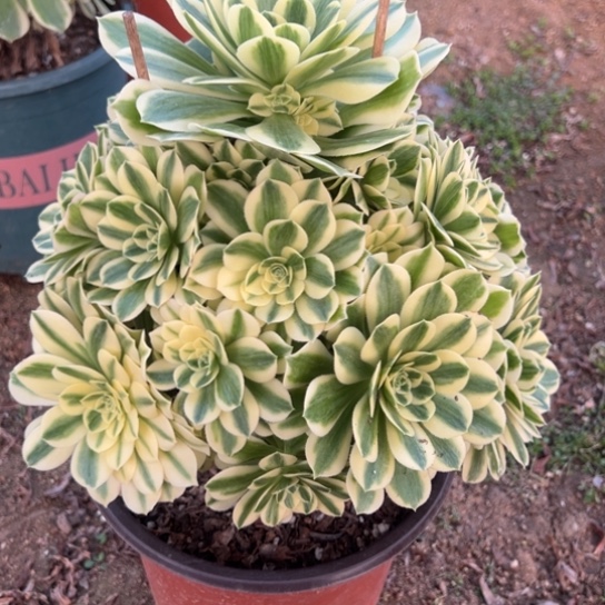 迈巴赫多肉植物花花