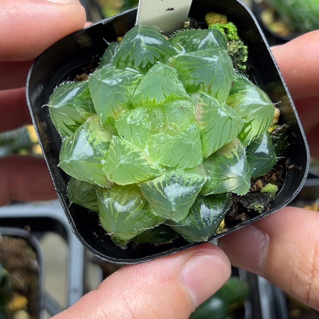 33带灯芯冰魄玉露锦一物一拍