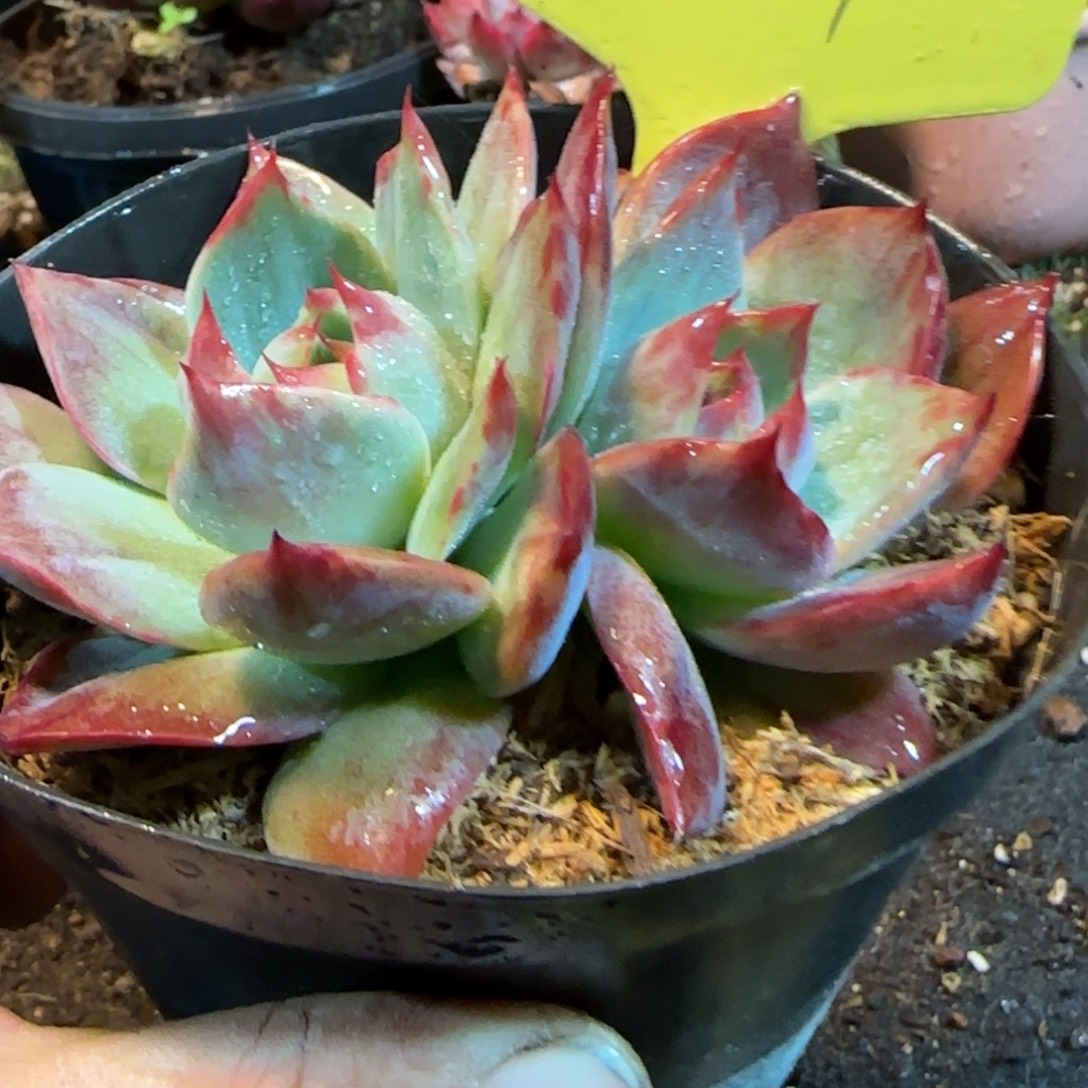 惊鸿一物一拍包装收缩花旱351